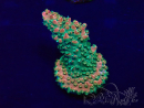 WYSIWYG Acropora acclimaté led