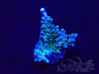 WYSIWYG Acropora acclimaté led