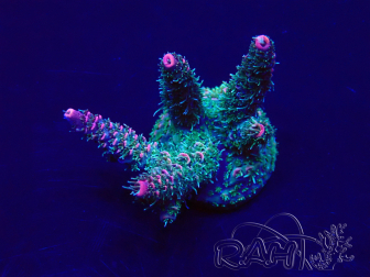 WYSIWYG Acropora 15M5 Mariculture acclimaté led
