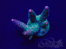 WYSIWYG Acropora 15M5 Mariculture acclimaté led