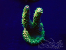 WYSIWYG Acropora Australia aclimatado LED