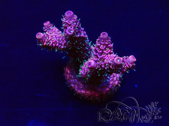 WYSIWYG Acropora Mariculture acclimated LED