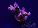 WYSIWYG Acropora Mariculture acclimaté led