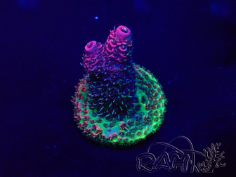 WYSIWYG Acropora Australia acclimatato led