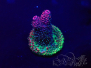 WYSIWYG Acropora Australia acclimated LED