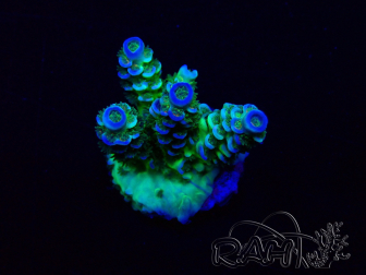 WYSIWYG Acropora Maricoltura acclimatata led