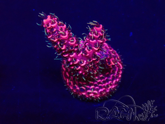 WYSIWYG Acropora Mariculture acclimated LED