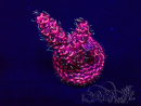 WYSIWYG Acropora Maricoltura acclimatata a LED