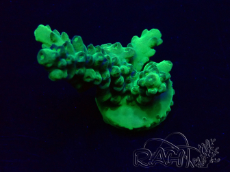WYSIWYG Acropora Mariculture acclimaté led