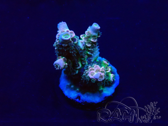WYSIWYG Acropora Mariculture acclimated LED