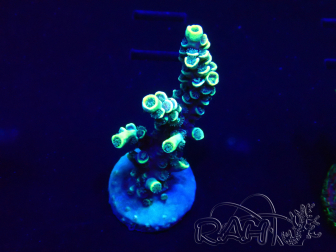 WYSIWYG Acropora tenuis 15N3 Mariculture acclimaté led