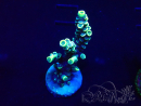 WYSIWYG Acropora Maricultura acclimatata a led