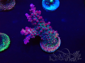 WYSIWYG Acropora Mariculture acclimaté led