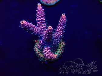 WYSIWYG Acropora millepora 15N5 Mariculture acclimaté led