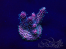 WYSIWYG Acropora  acclimaté led