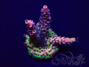 WYSIWYG Acropora Australie acclimaté led