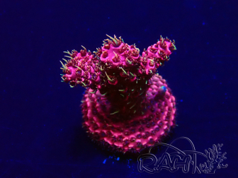 WYSIWYG Acropora Mariculture acclimated LED