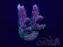 WYSIWYG Acropora  Maricoltura acclimatata LED