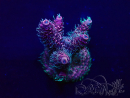 WYSIWYG Acropora 15N11 Mariculture acclimaté led