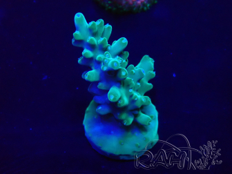 WYSIWYG Acropora Mariculture acclimated LED
