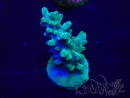 WYSIWYG Acropora Mariculture acclimated LED