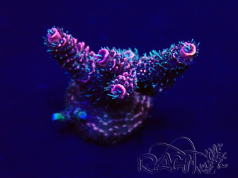 WYSIWYG Acropora Mariculture Acclimaté led