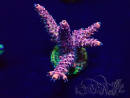 WYSIWYG Acropora Australien akklimatisiert LED
