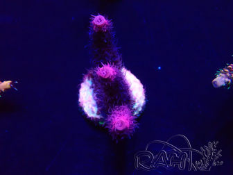 WYSIWYG Acropora millepora Mariculture Acclimated LED