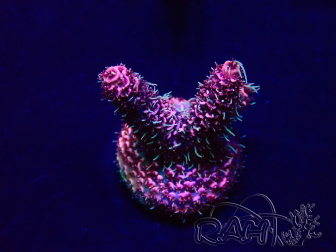 WYSIWYG Acropora akklimatisiert LED