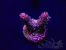 WYSIWYG Acropora Acclimatata LED