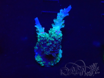 WYSIWYG Acropora  Acclimaté led