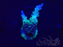 WYSIWYG Acropora Acclimated LED