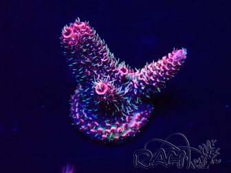 WYSIWYG Acropora Maricoltura Acclimatato a led