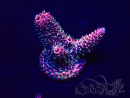 WYSIWYG Acropora Maricultura Aclimatado led