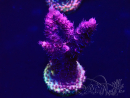WYSIWYG Acropora Mariculture acclimated LED