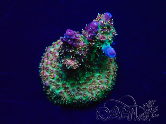 WYSIWYG Acropora acclimaté led