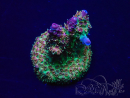 WYSIWYG Acropora acclimaté led