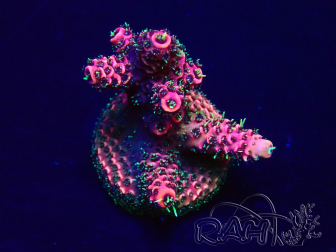 WYSIWYG Acropora Mariculture Acclimaté led