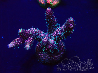 WYSIWYG Acropora Maricultura Acclimatato led