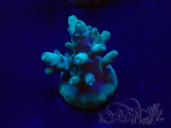WYSIWYG Acropora Maricultuur geacclimatiseerd LED