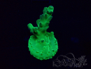 WYSIWYG Acropora Mariculture acclimated LED