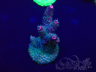 WYSIWYG Acropora  Mariculture acclimated LED