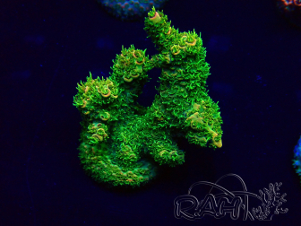 WYSIWYG Acropora Mariculture acclimaté led