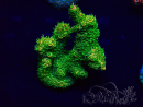 WYSIWYG Acropora Marikultur akklimatisiert LED