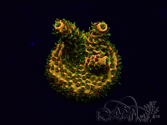 WYSIWYG Acropora Marikultur akklimatisiert LED
