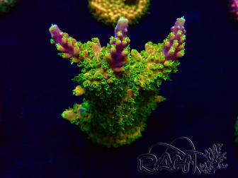 WYSIWYG Acropora  Mariculture acclimaté led