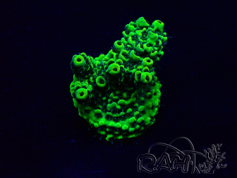 WYSIWYG Acropora Mariculture acclimaté led