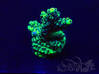 WYSIWYG Acropora Mariculture Acclimaté led
