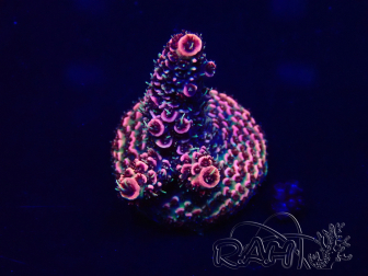 WYSIWYG Acropora Mariculture Acclimated LED