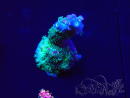 WYSIWYG Acropora millepora Mariculture Acclimaté led